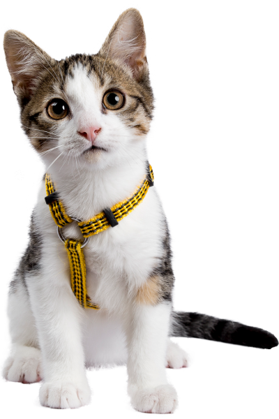 tela de proteção para gato