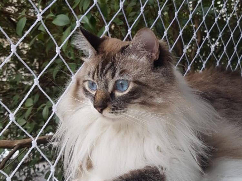 Tela de Proteção para gatos