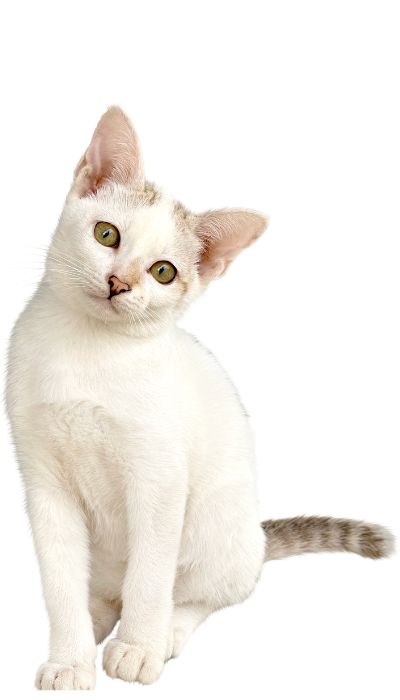 tela de proteção para gato